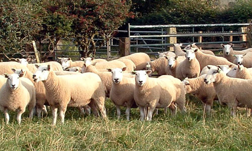 Lleyns - 2007 Shearling Females